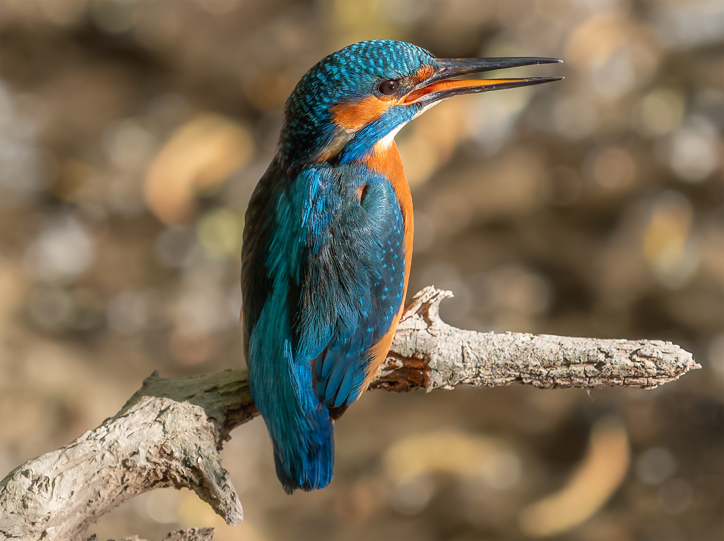 Eisvogel