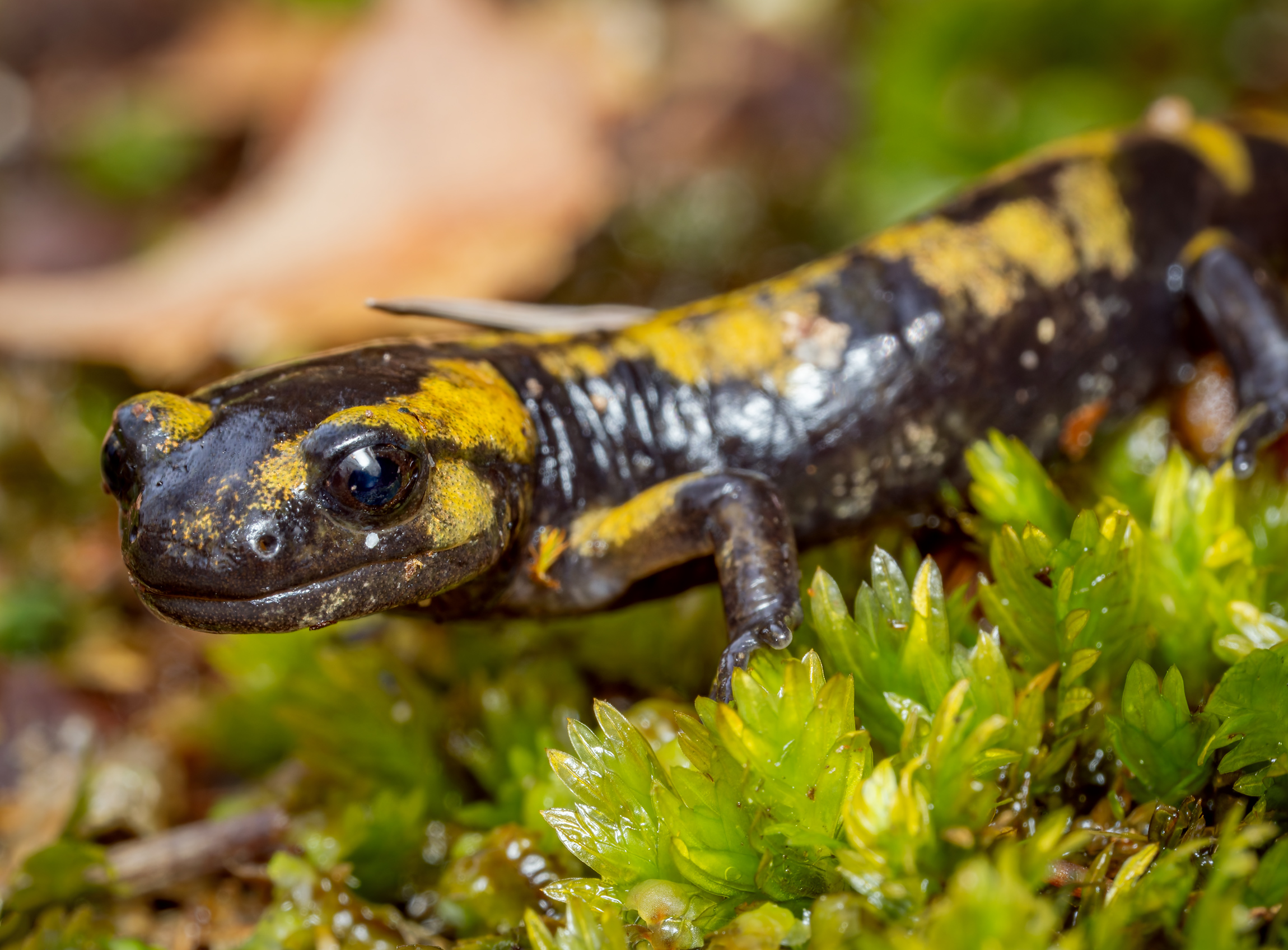 Feuersalamander