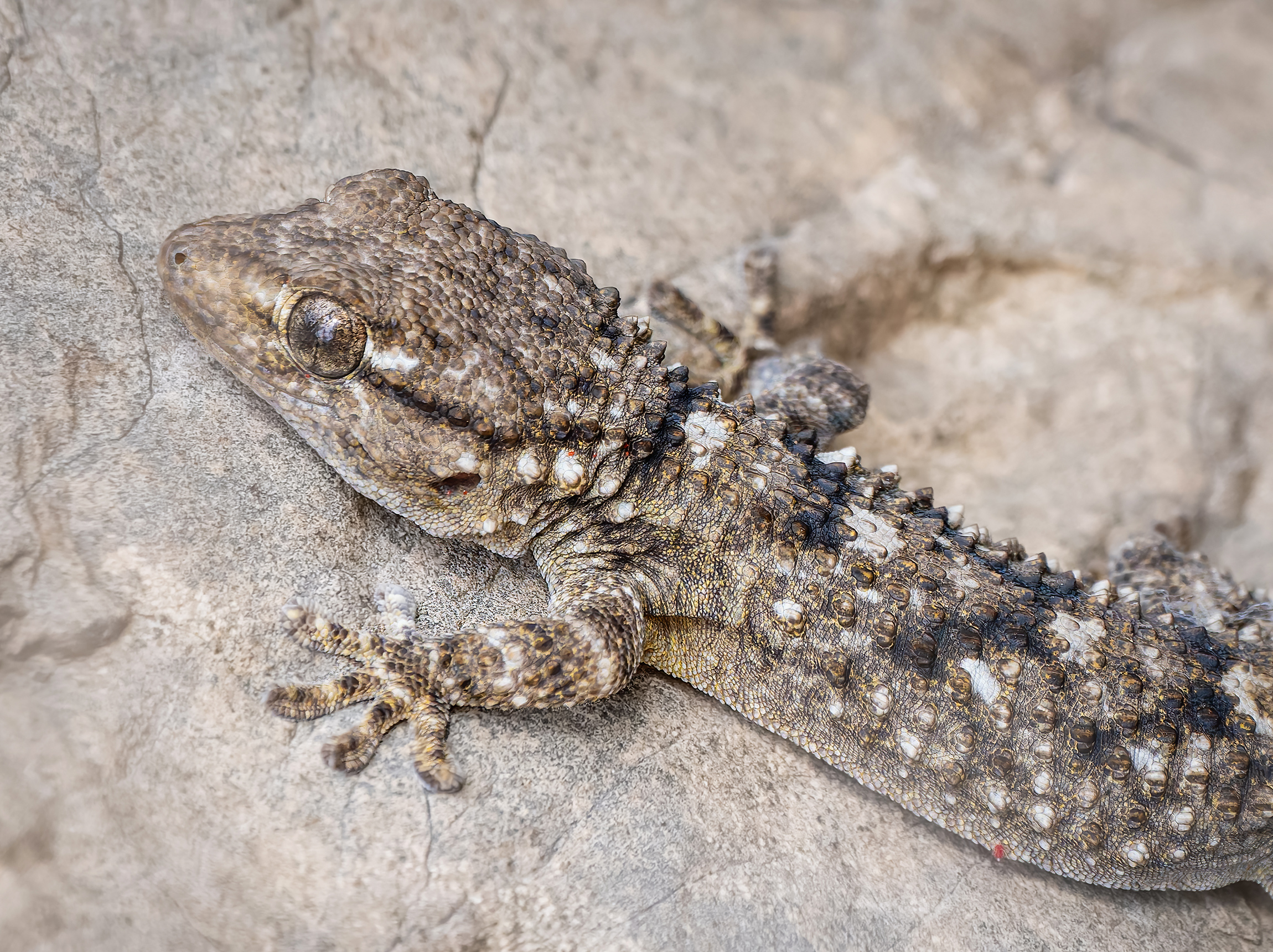 Mauergecko