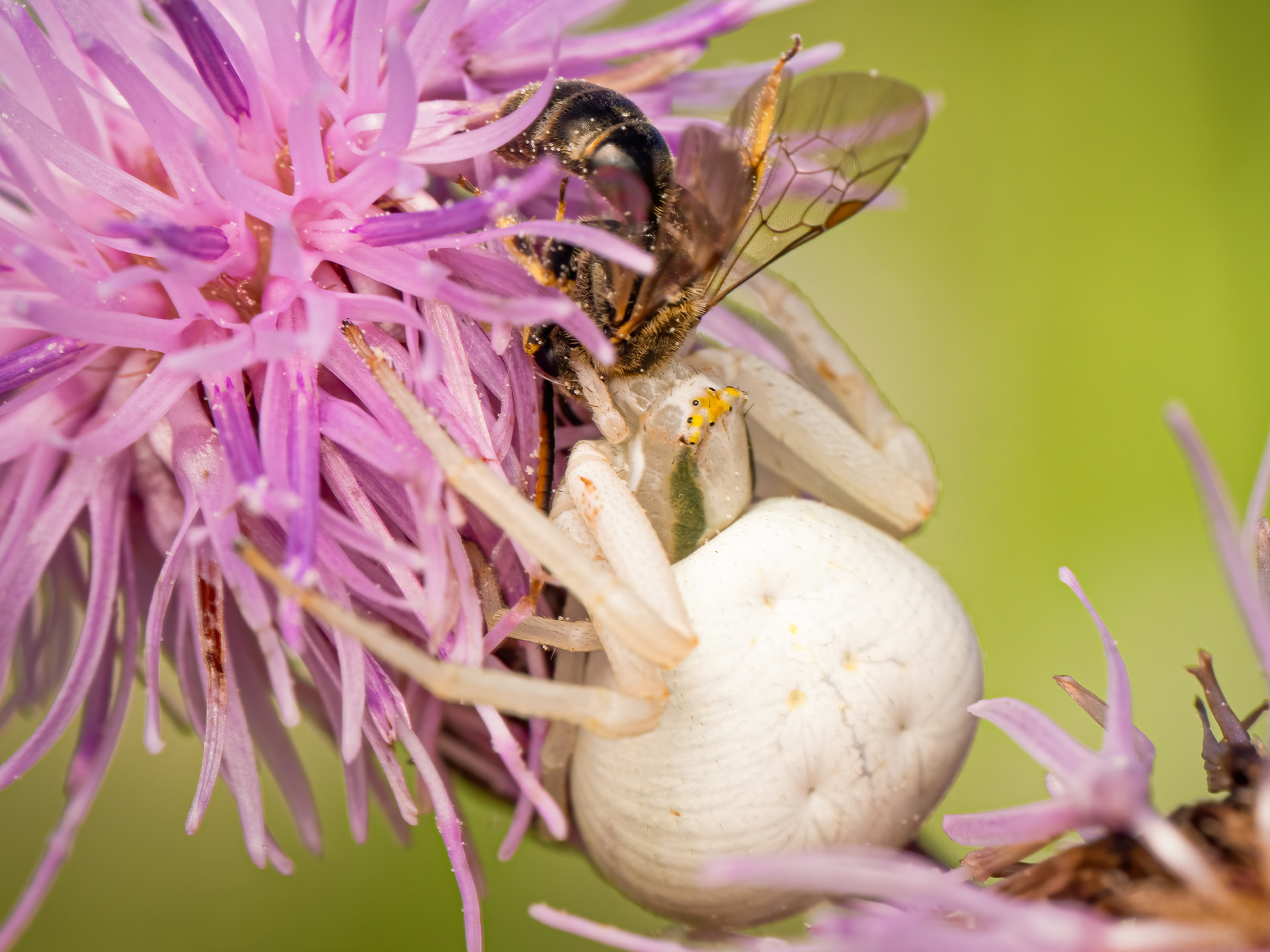 Veränderliche Krabbenspinne