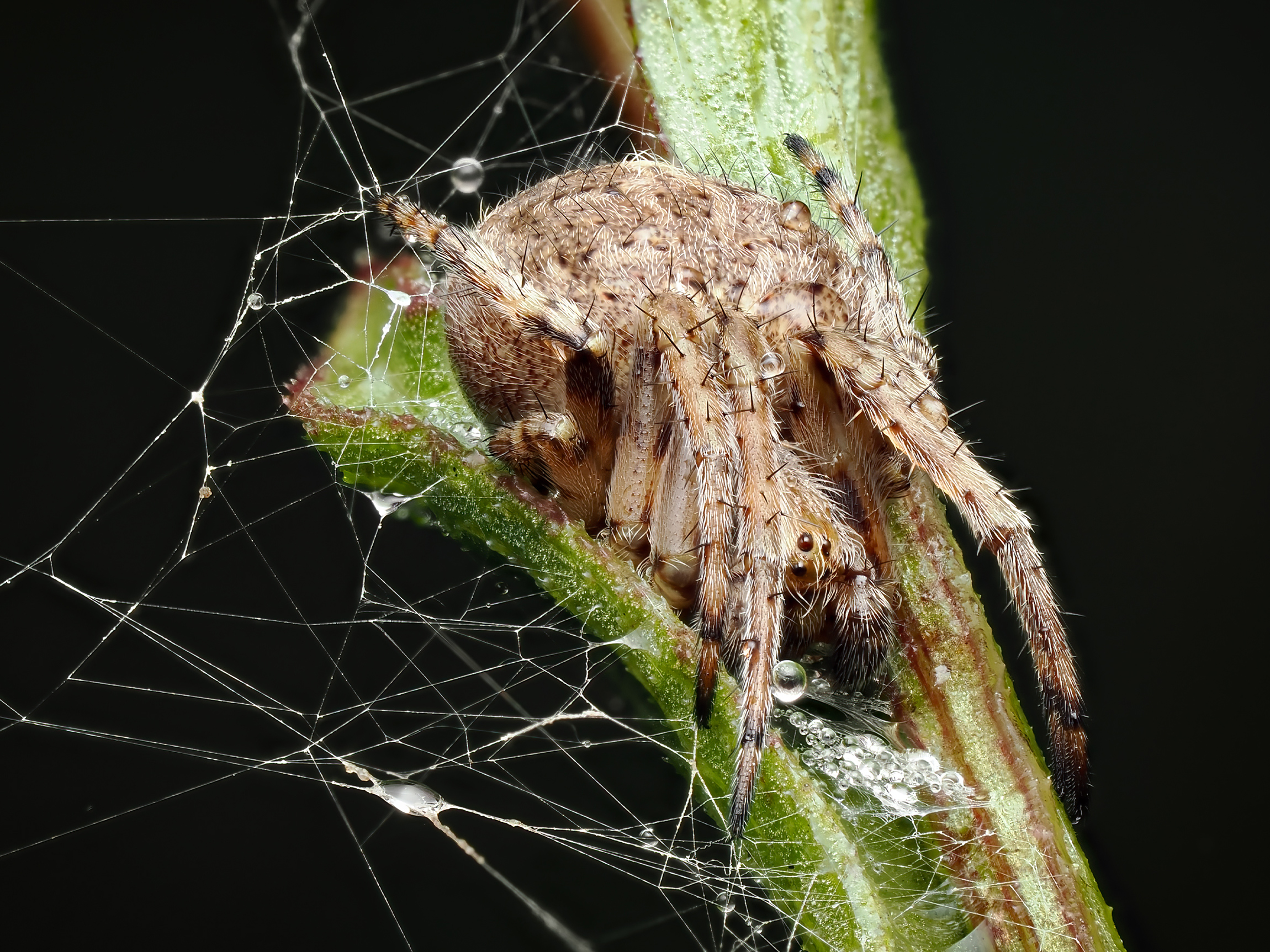 Körbchenspinne